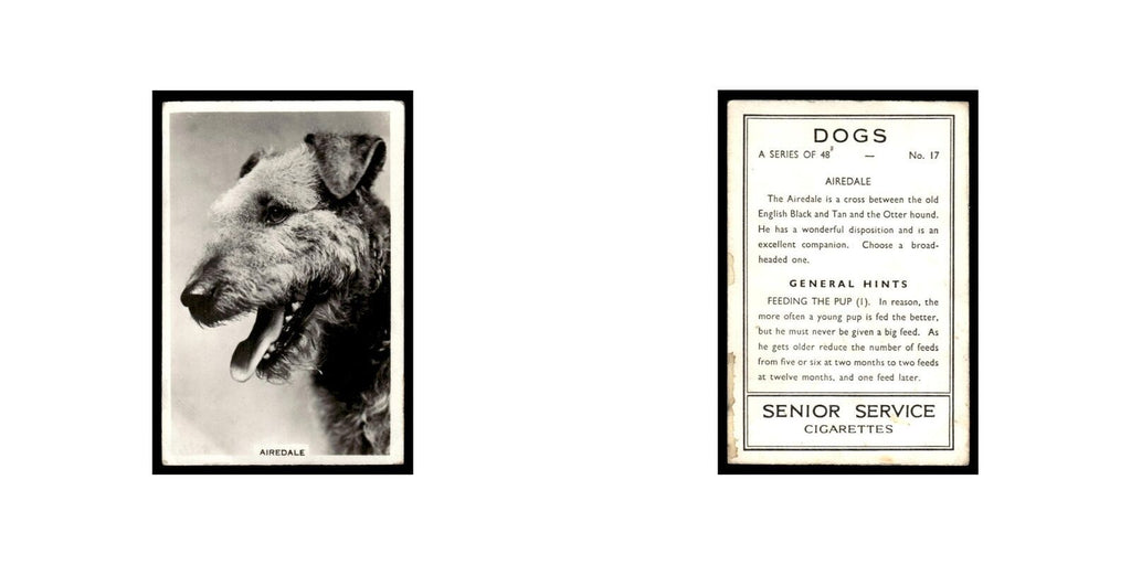 Airedale 1939 Senior Service Dogs #17 Tobacco Card VG