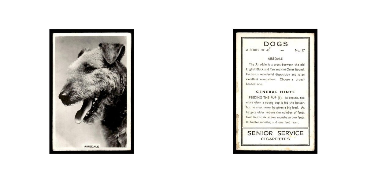 Airedale 1939 Senior Service Dogs #17 Tobacco Card VG