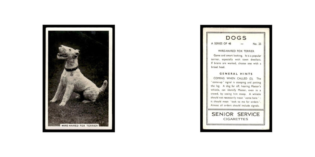 Wire Haired Fox Terrier 1939 Senior Service Dogs #25 Tobacco Card Poor