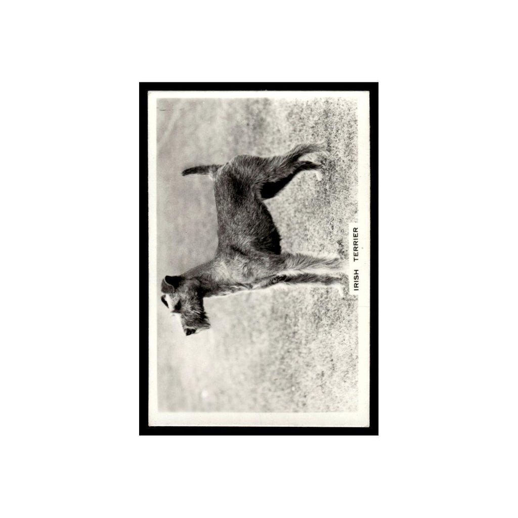 Irish Terrier 1939 Senior Service Dogs #40 Tobacco Card VG