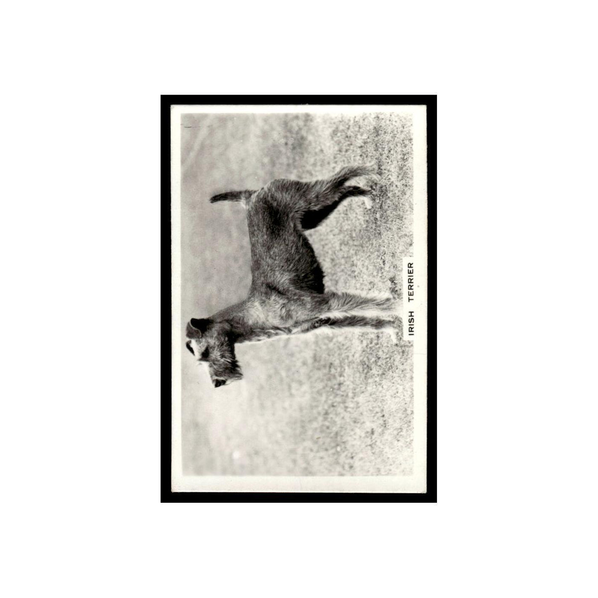 Irish Terrier 1939 Senior Service Dogs #40 Tobacco Card VG
