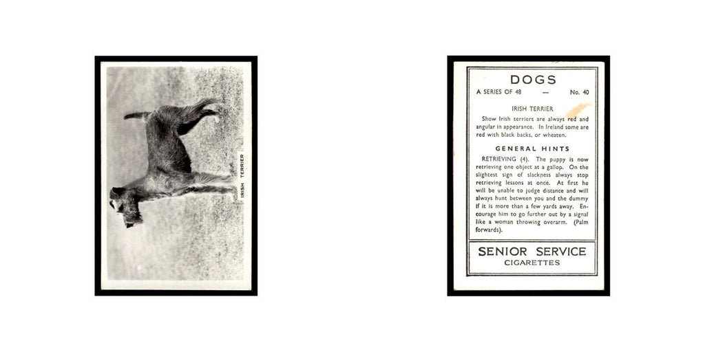 Irish Terrier 1939 Senior Service Dogs #40 Tobacco Card VG