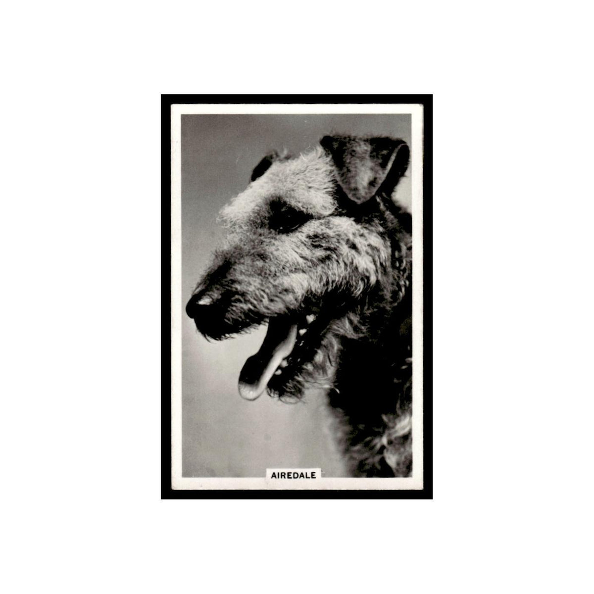 Airedale 1939 Senior Service Dogs #17 Tobacco Card VG