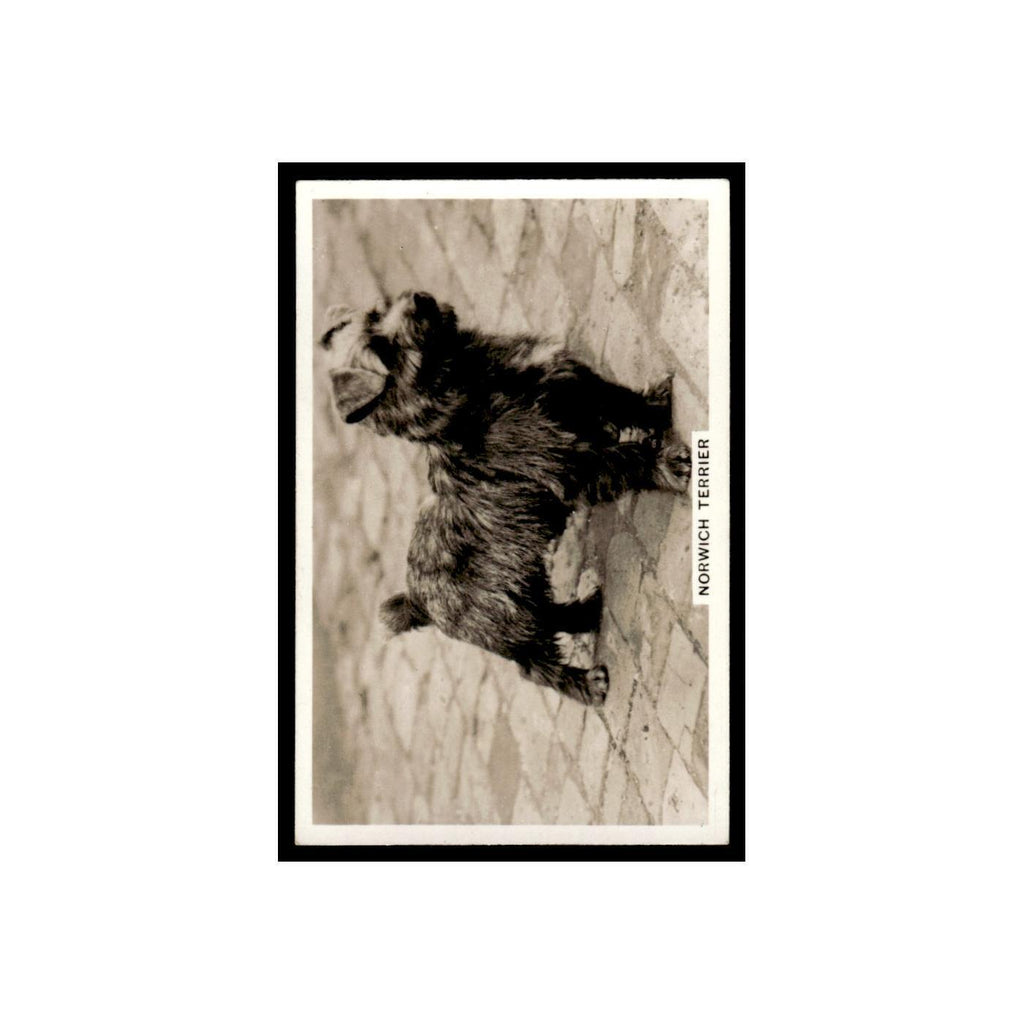 Norwich Terrier 1939 Senior Service Dogs #34 Tobacco Card VG