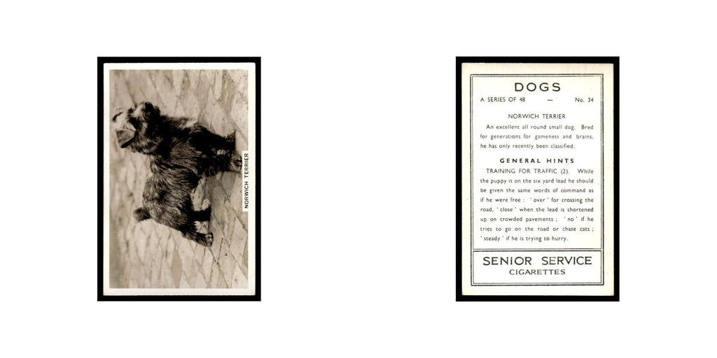Norwich Terrier 1939 Senior Service Dogs #34 Tobacco Card VG