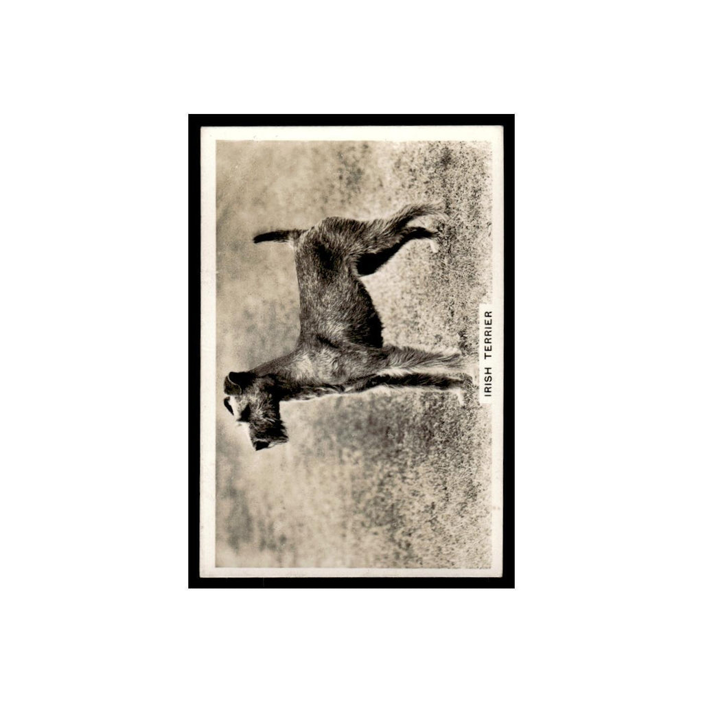 Irish Terrier 1939 Senior Service Dogs #40 Tobacco Card VG