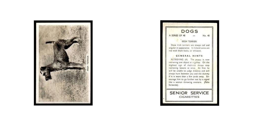Irish Terrier 1939 Senior Service Dogs #40 Tobacco Card VG