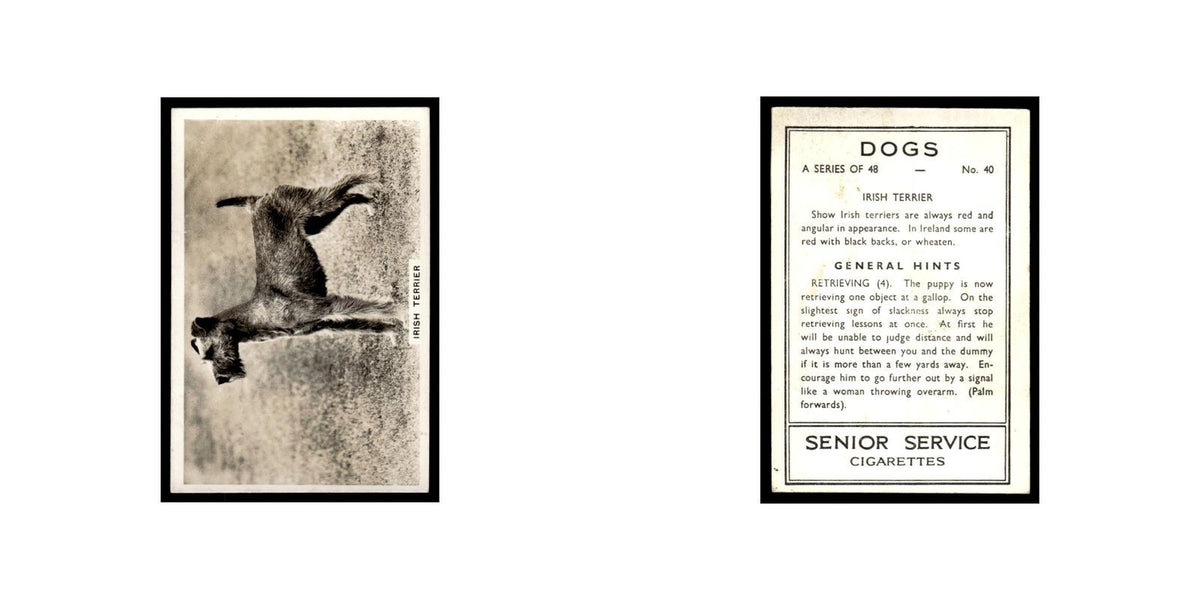 Irish Terrier 1939 Senior Service Dogs #40 Tobacco Card VG