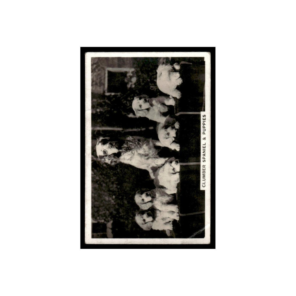 Clumber Spaniel With Puppies 1939 Senior Service Dogs #8 Tobacco Card Poor