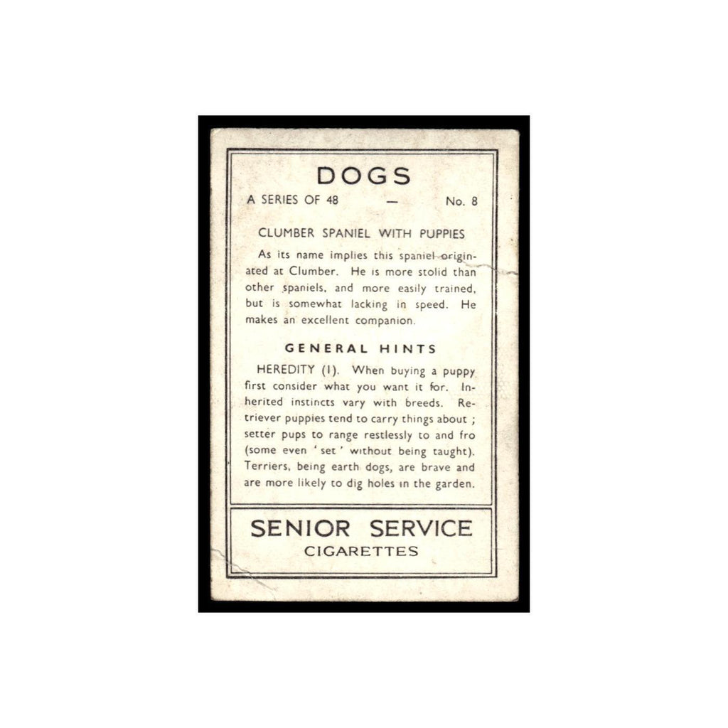 Clumber Spaniel With Puppies 1939 Senior Service Dogs #8 Tobacco Card Poor