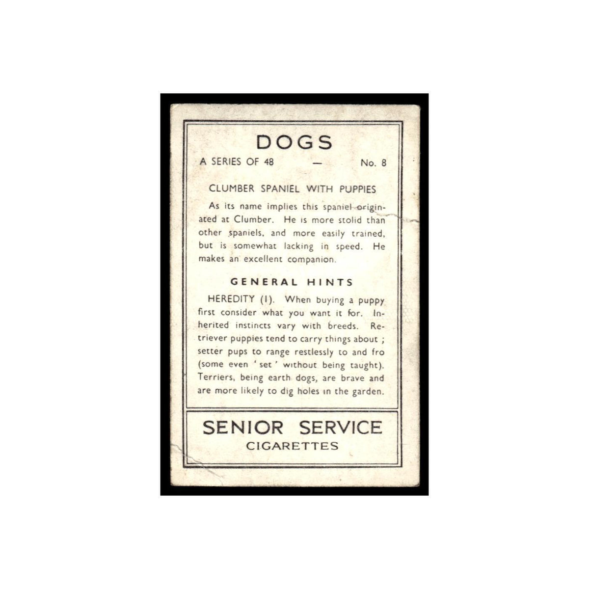 Clumber Spaniel With Puppies 1939 Senior Service Dogs #8 Tobacco Card Poor