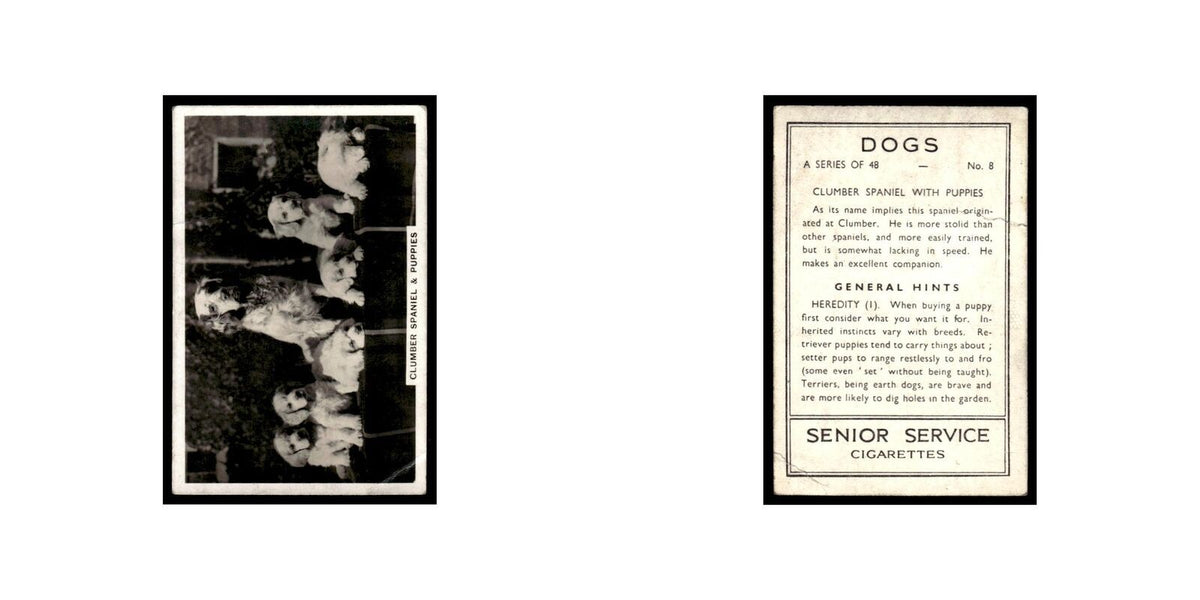 Clumber Spaniel With Puppies 1939 Senior Service Dogs #8 Tobacco Card Poor