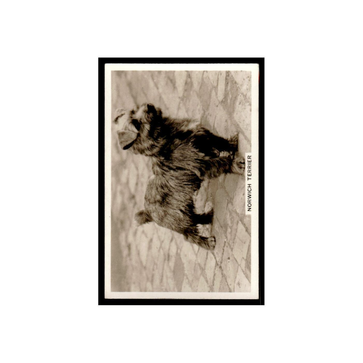 Norwich Terrier 1939 Senior Service Dogs #34 Tobacco Card VG