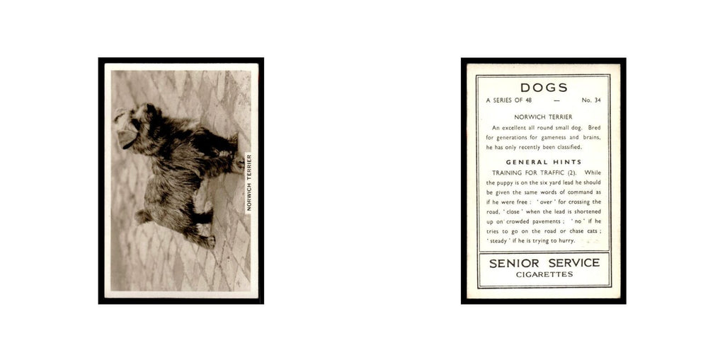 Norwich Terrier 1939 Senior Service Dogs #34 Tobacco Card VG