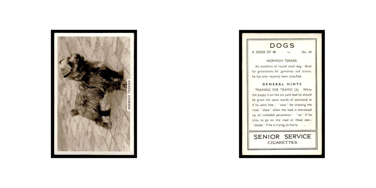 Norwich Terrier 1939 Senior Service Dogs #34 Tobacco Card VG