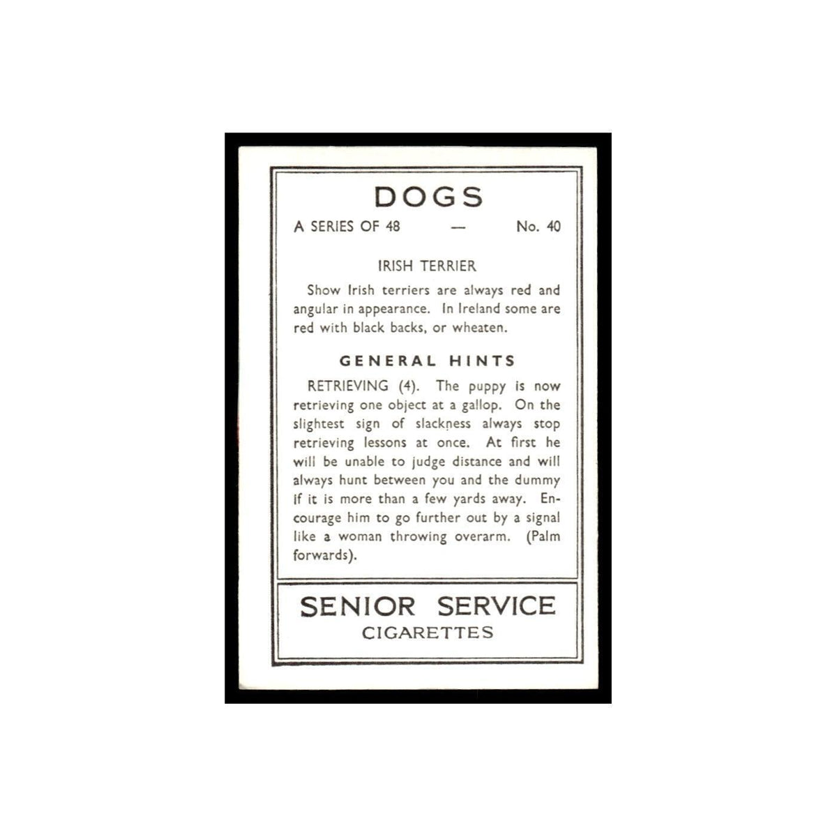 Irish Terrier 1939 Senior Service Dogs #40 Tobacco Card VG