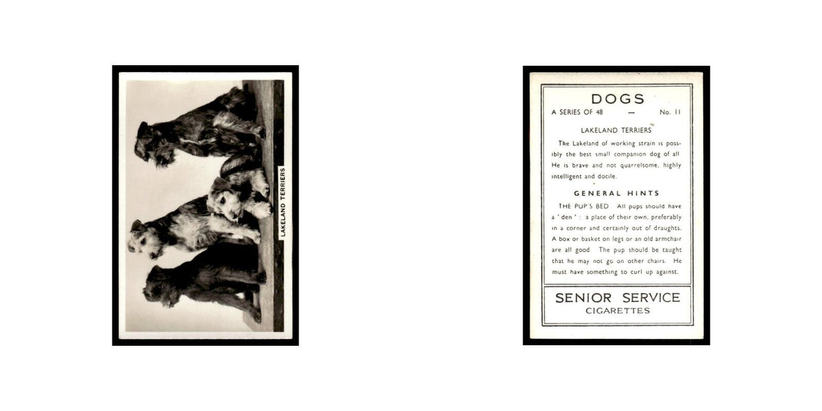 Lakeland Terriers 1939 Senior Service Dogs #11 Tobacco Card VG