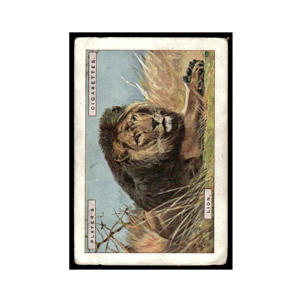 Lion 1923 Players Cigarettes Natural History #8 Tobacco Card VG