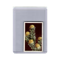 Silver Pea 1940 Our South African Flora Cigarette Card #46 EX