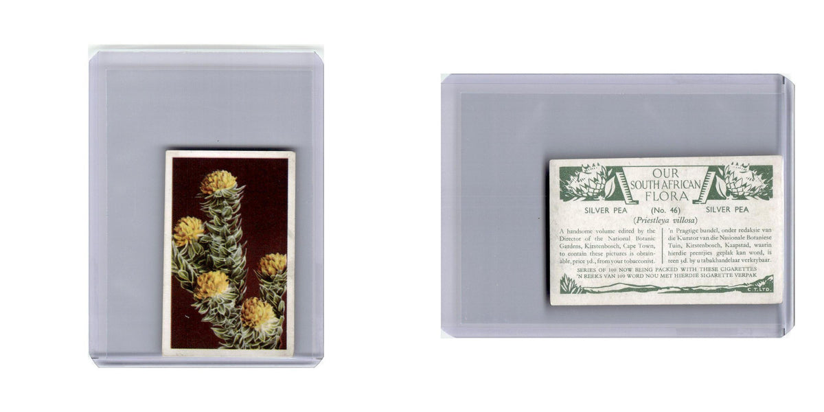 Silver Pea 1940 Our South African Flora Cigarette Card #46 EX