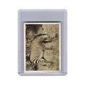 Mountain Zebra 1940 Our South African National Parks #23 EX