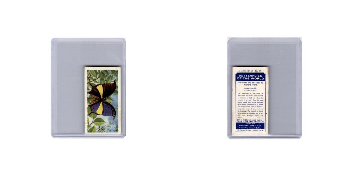 Anaea Panariste 1963 Brooke Bond Tea British Butterflies #37 EX