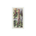1959 Brooke Bond Wild Flowers Series 2 Wall Pennywort #45.0