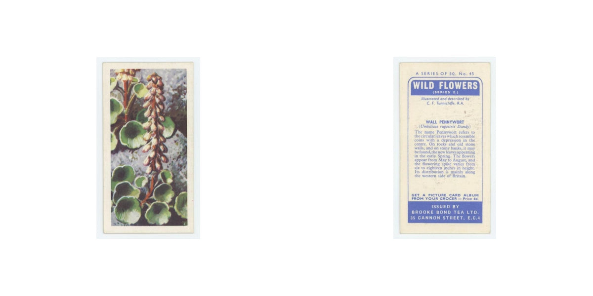 1959 Brooke Bond Wild Flowers Series 2 Wall Pennywort #45.0