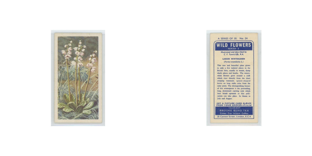 1964 Booke Bond Wild Flowers Series 3 Larger Wintergreen #24.0