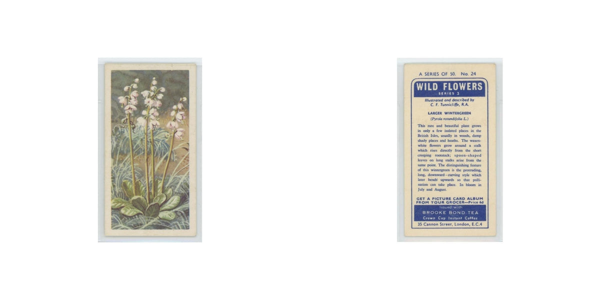 1964 Booke Bond Wild Flowers Series 3 Larger Wintergreen #24.0