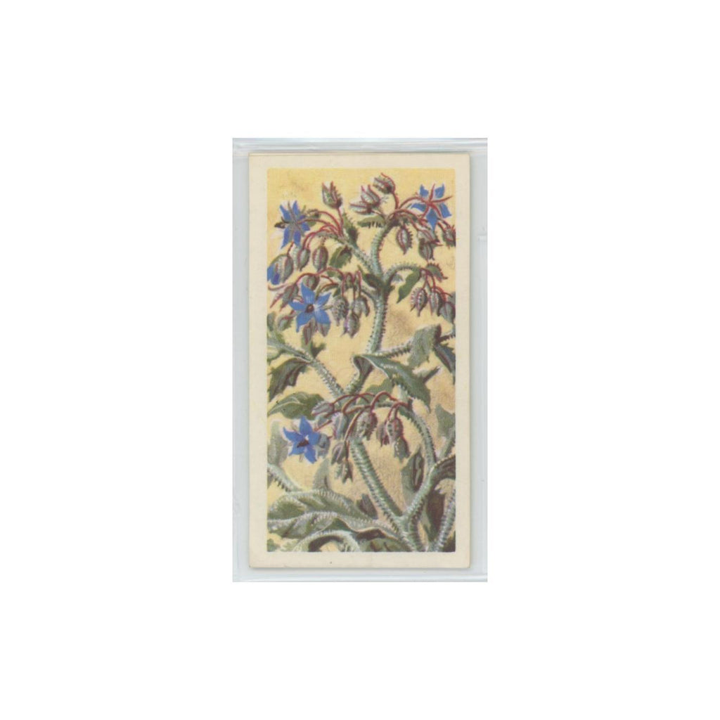 1964 Booke Bond Wild Flowers Series 3 Borage #17.0
