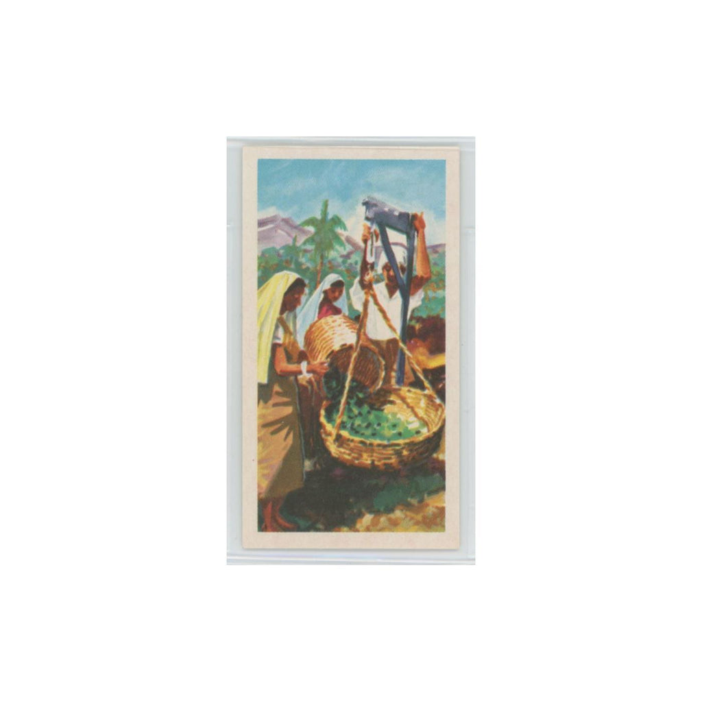 1955 Ceylon Tea Island of Ceylon Weighing #16.0