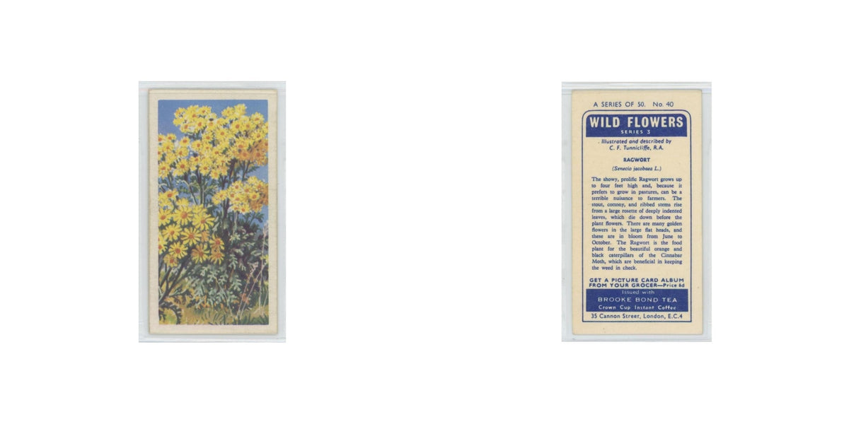 1964 Booke Bond Wild Flowers Series 3 Ragwort #40.0