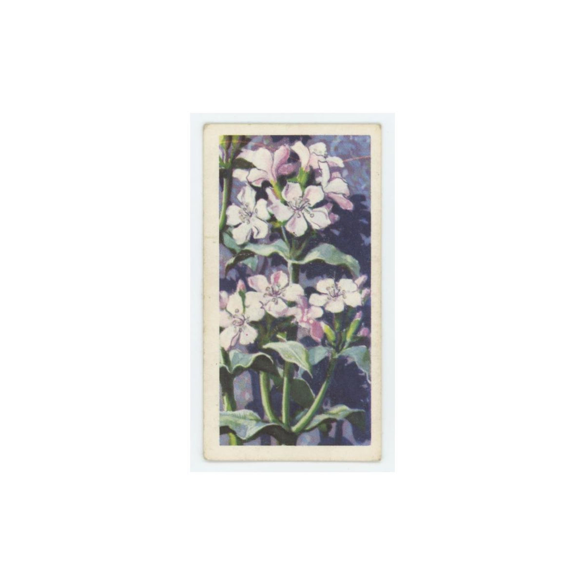 1959 Brooke Bond Wild Flowers Series 2 Soapwort #37.0