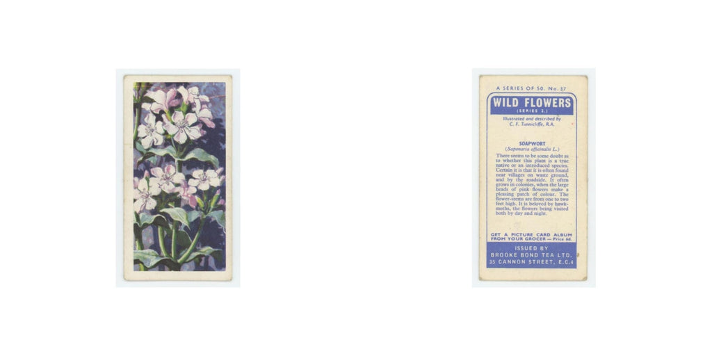 1959 Brooke Bond Wild Flowers Series 2 Soapwort #37.0