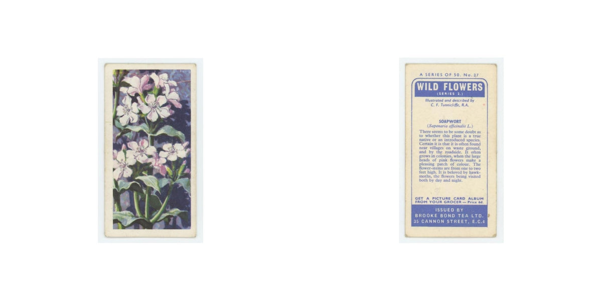 1959 Brooke Bond Wild Flowers Series 2 Soapwort #37.0