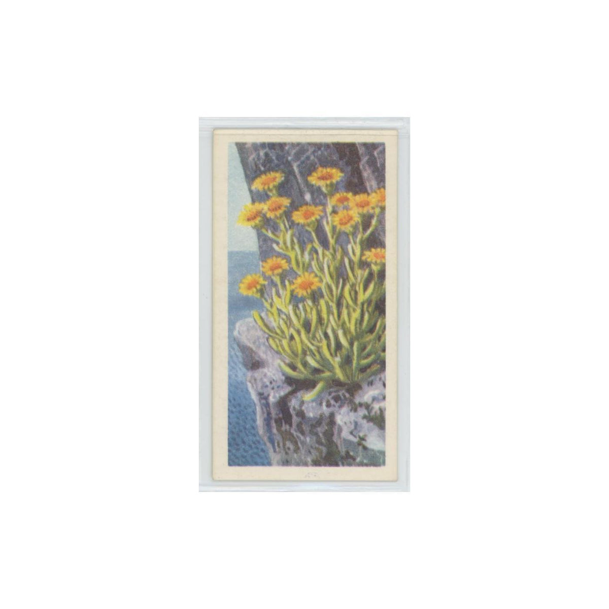 1964 Booke Bond Wild Flowers Series 3 Golden Samphire #41.0