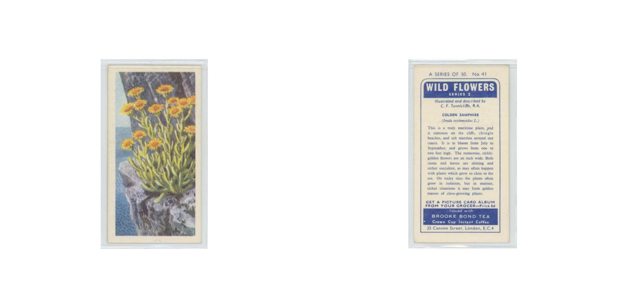 1964 Booke Bond Wild Flowers Series 3 Golden Samphire #41.0