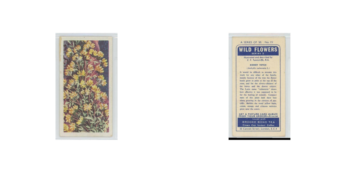 1964 Booke Bond Wild Flowers Series 3 Kidney Vetch #19.0