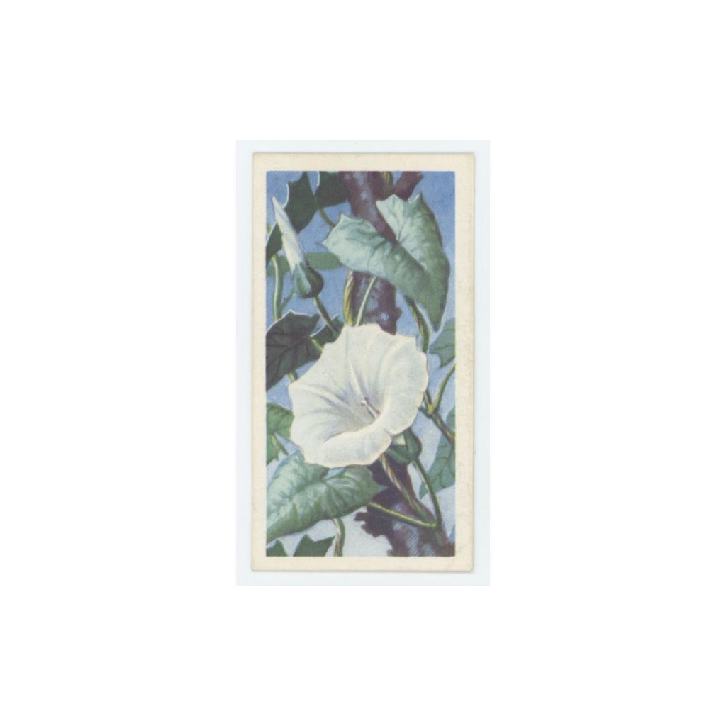1959 Brooke Bond Wild Flowers Series 2 Greater Bindweed #36.0