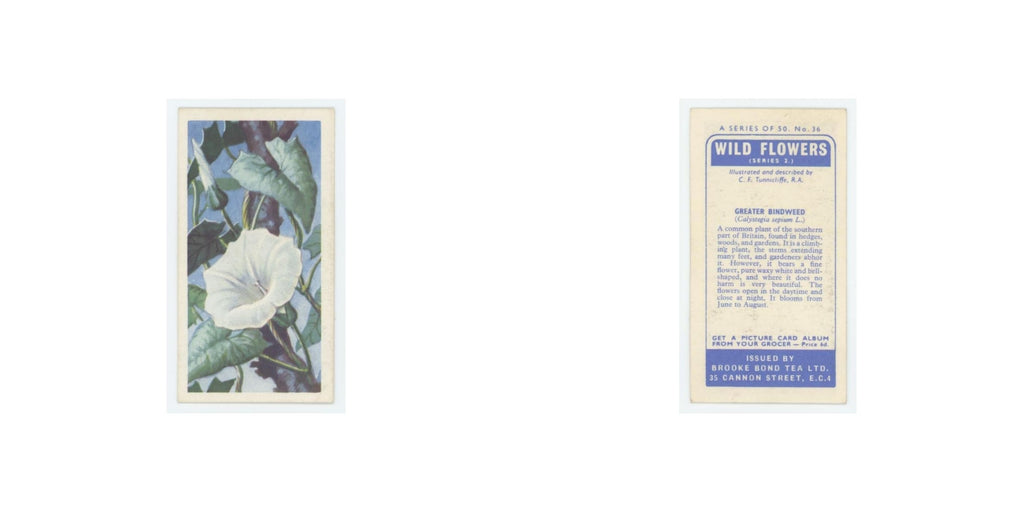 1959 Brooke Bond Wild Flowers Series 2 Greater Bindweed #36.0