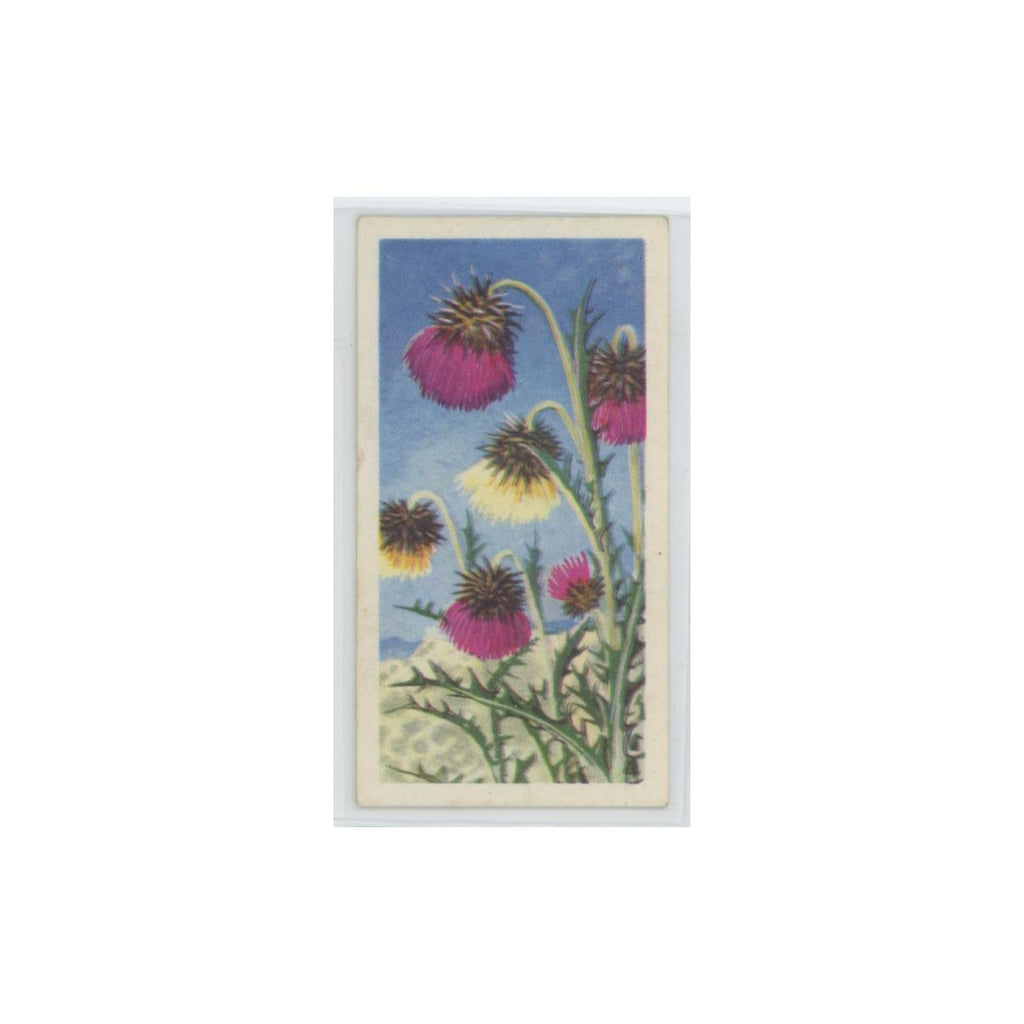 1964 Booke Bond Wild Flowers Series 3 Musk Thistle #26.0