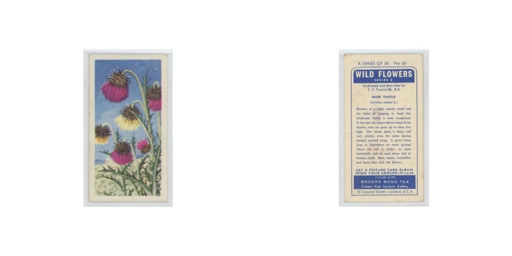 1964 Booke Bond Wild Flowers Series 3 Musk Thistle #26.0