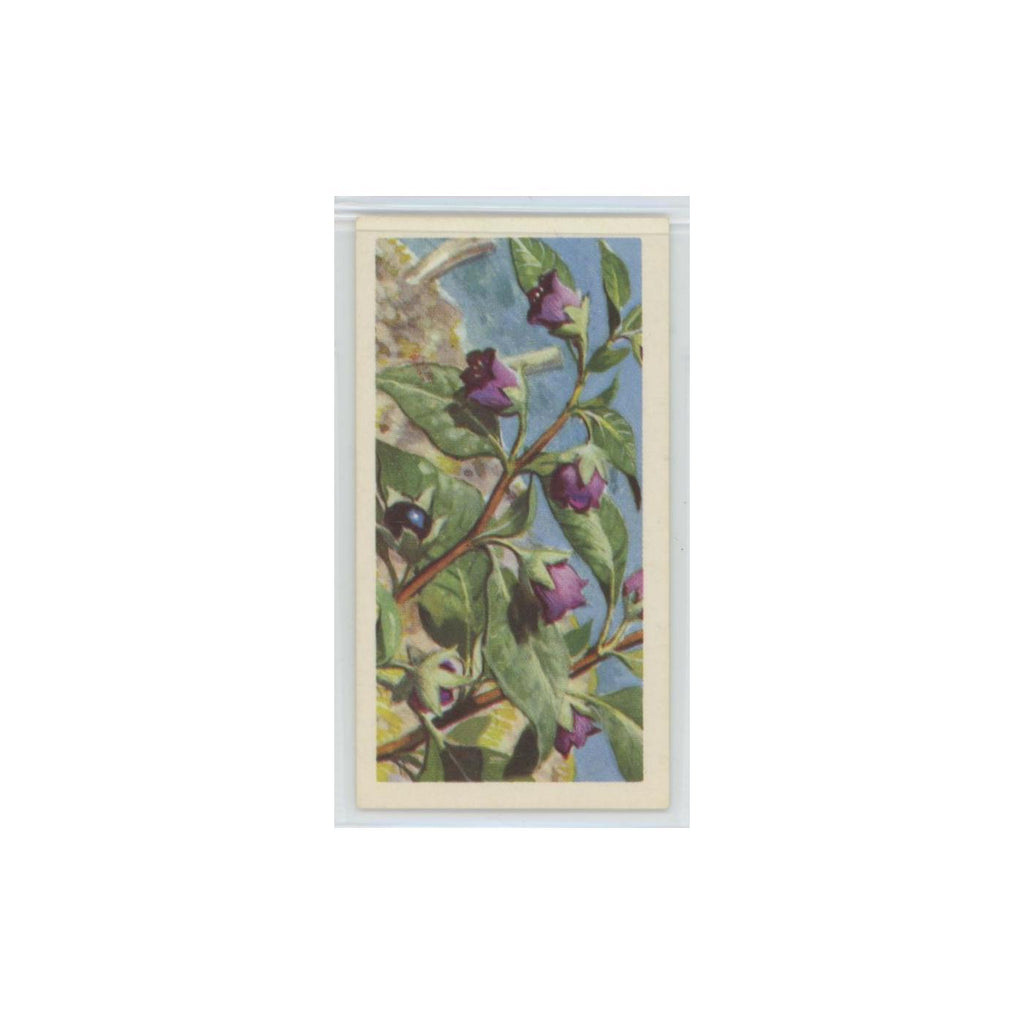 1964 Booke Bond Wild Flowers Series 3 Deadly Nightshade #34.0