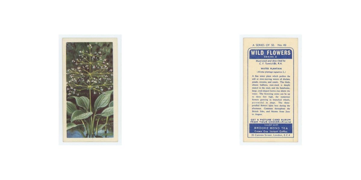 1964 Booke Bond Wild Flowers Series 3 Water Plantain #49.0