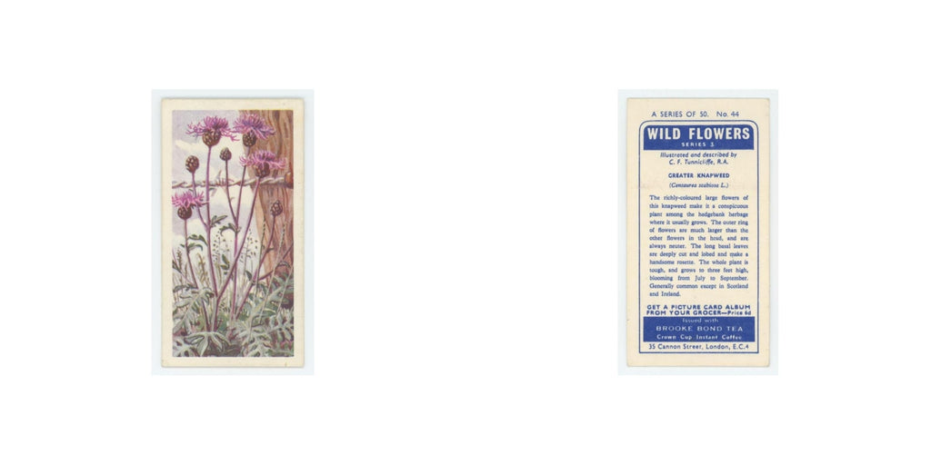 1964 Booke Bond Wild Flowers Series 3 Greater Knapweed #44.0