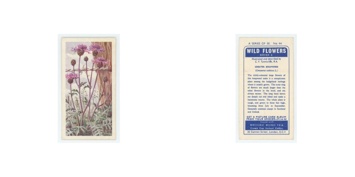 1964 Booke Bond Wild Flowers Series 3 Greater Knapweed #44.0