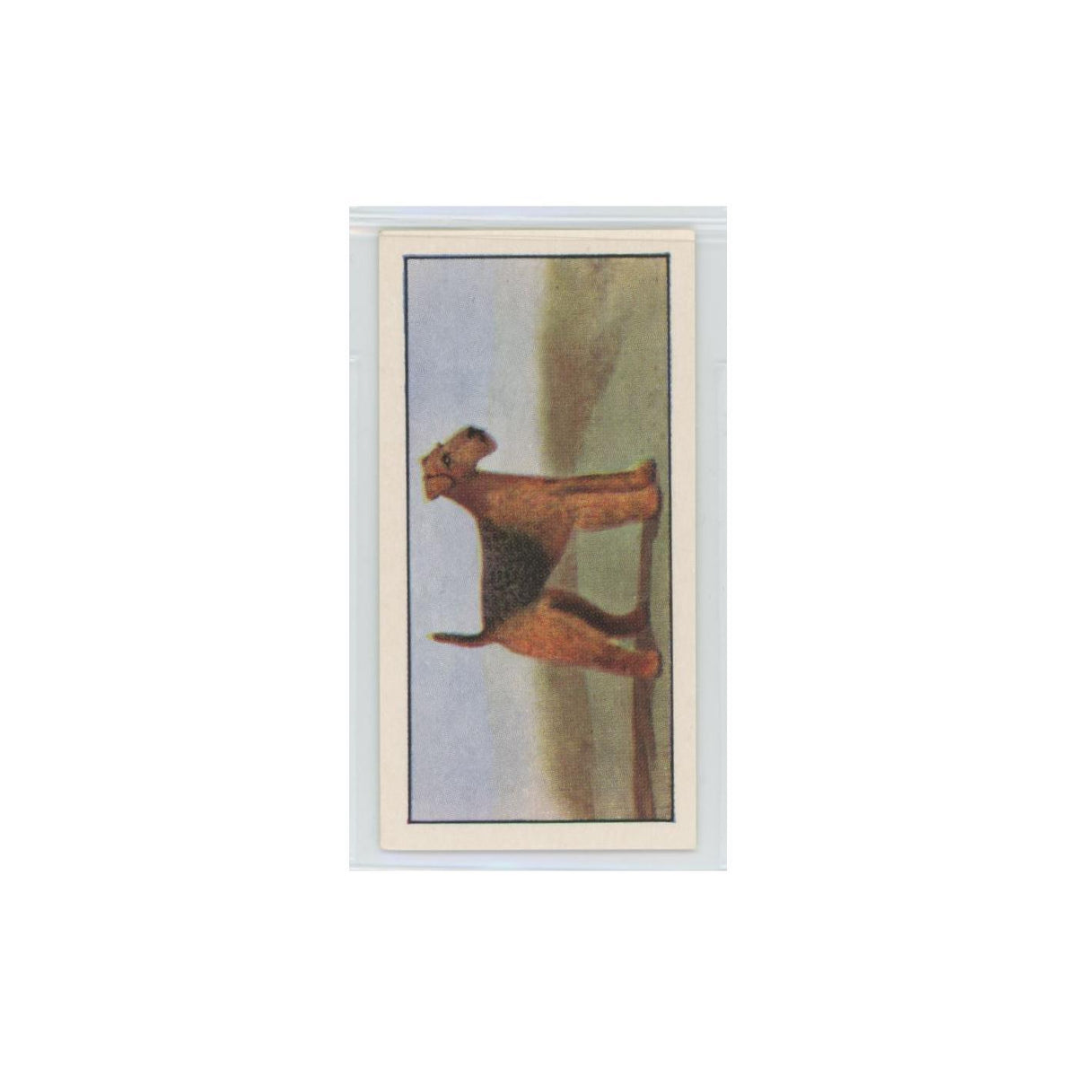 1961 Barbers Teas Dogs Airedale Terrier #17.0