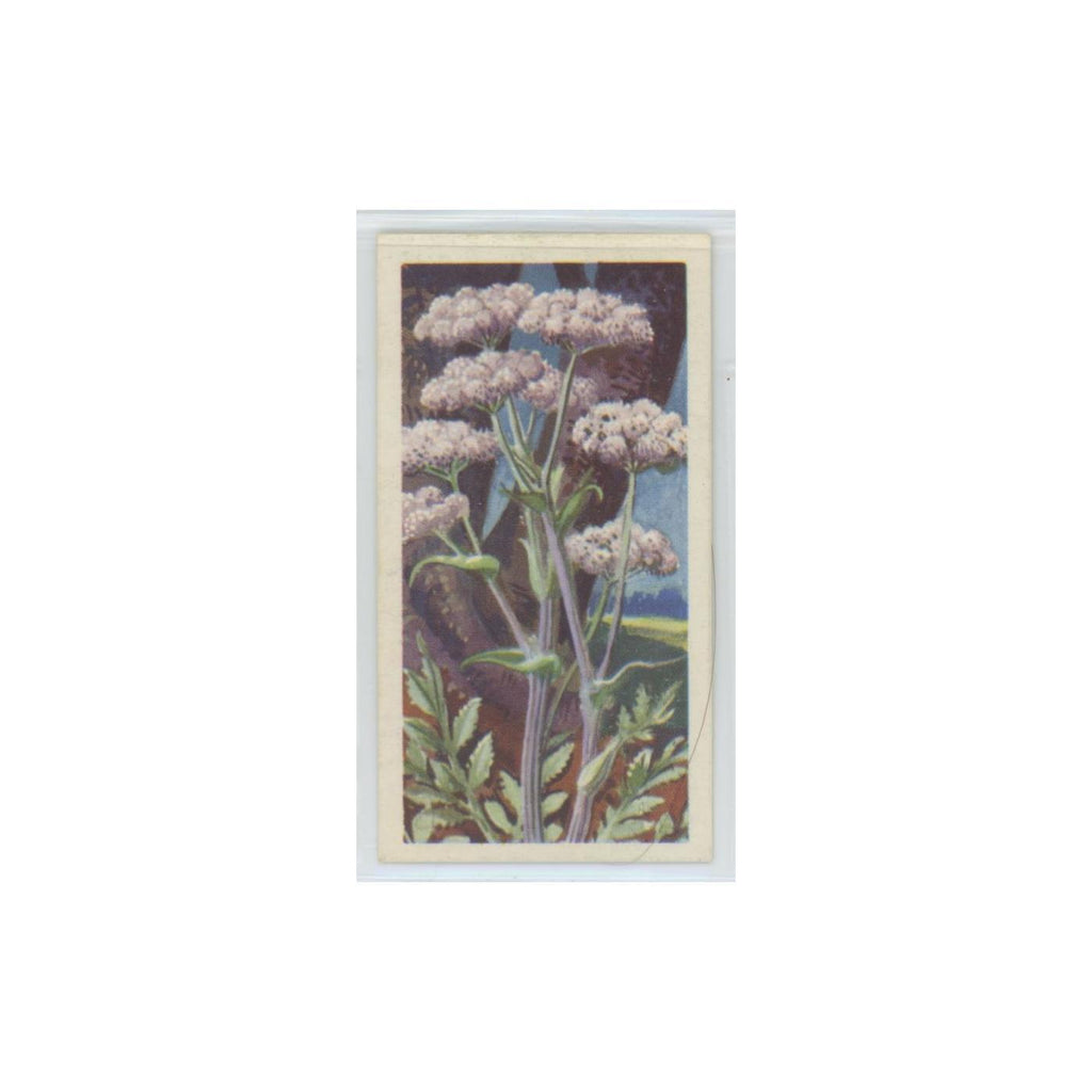 1964 Booke Bond Wild Flowers Series 3 Angelica #38.0