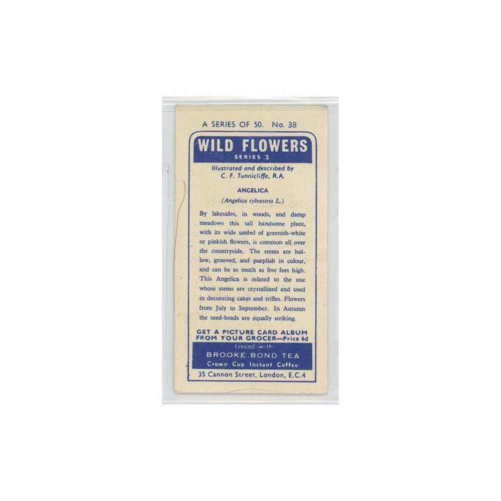 1964 Booke Bond Wild Flowers Series 3 Angelica #38.0